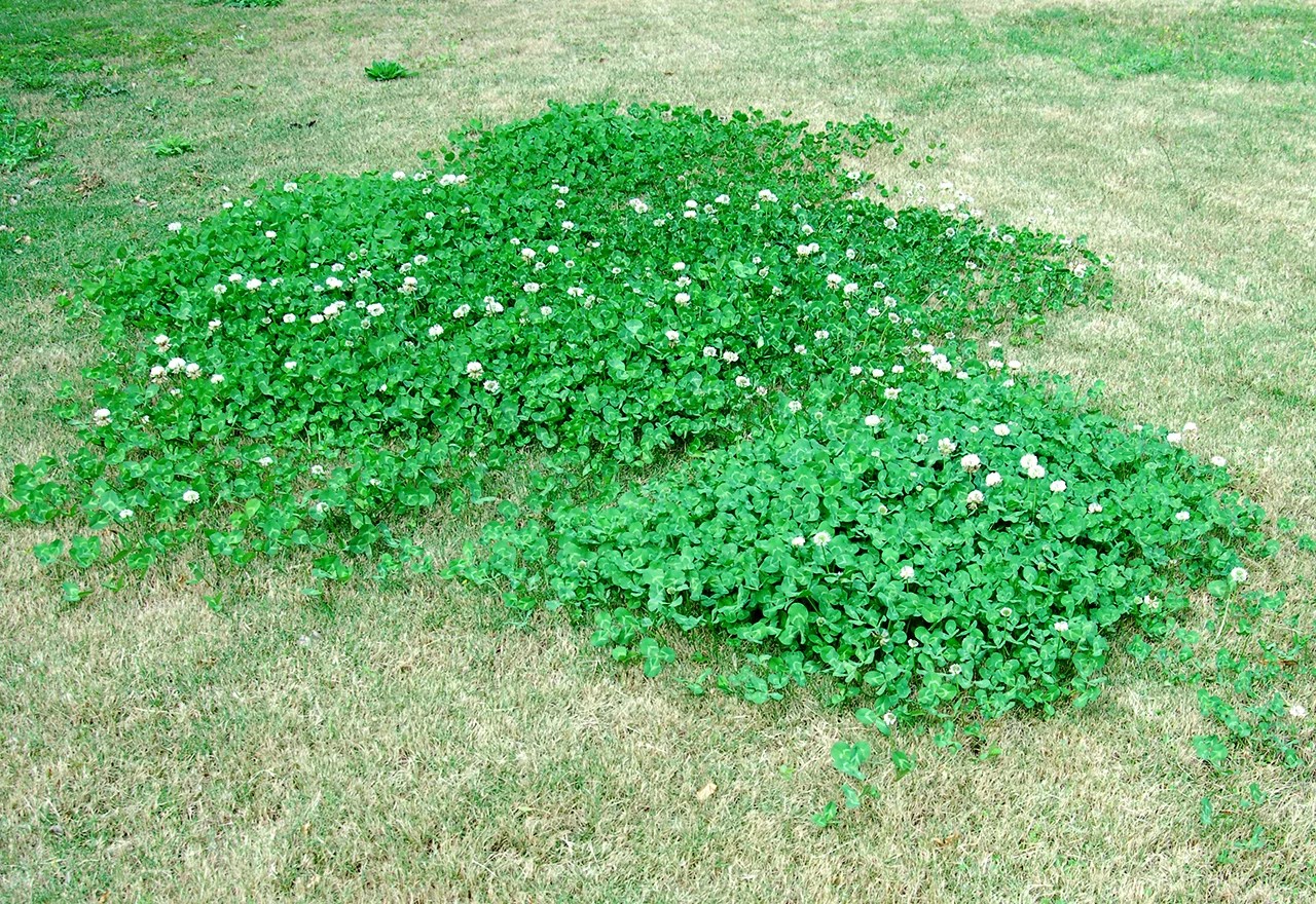 How To Get Rid Of Yellow Clover In Your Lawn inspire